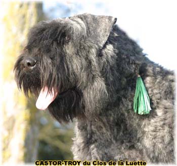 bouvier des flandres du clos de la luette - copyright d&eacute;pos&eacute;